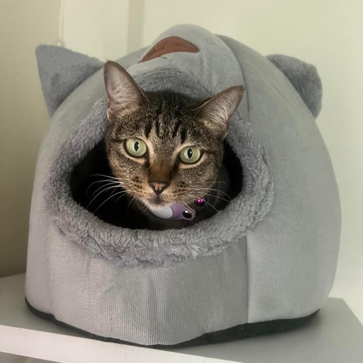 Hailey's cat MeowMeow
