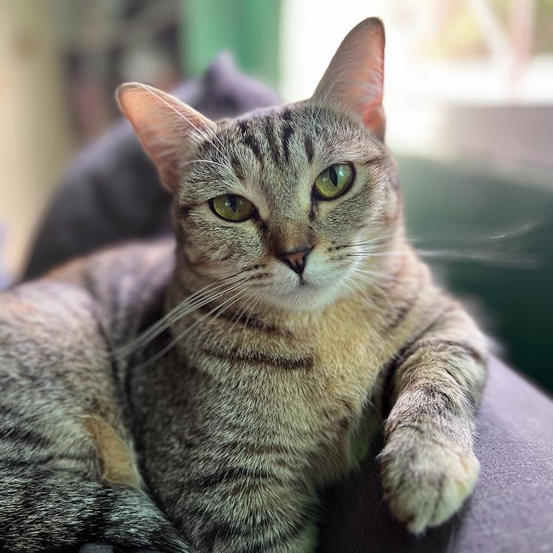 Hailey's cat Mungon