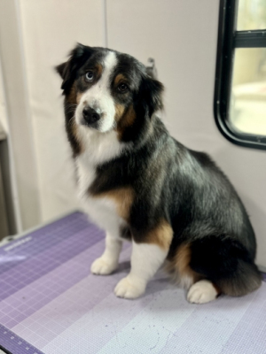 australian shepherd