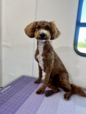 bernadoodle