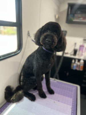 black doodle