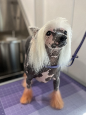chinese crested