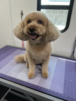 cockapoo
