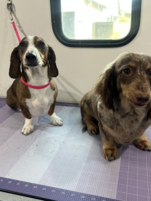 dachshund