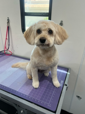 labradoodle