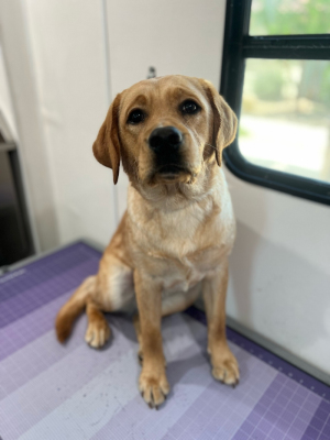 labrador retriever