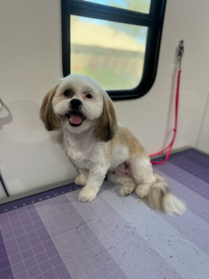 lhasa apso