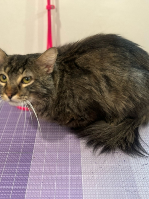 long hair kitty