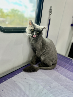 long hair cat