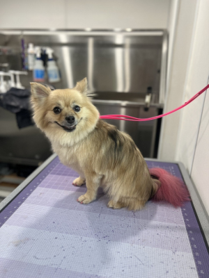 longhaired chihuahua