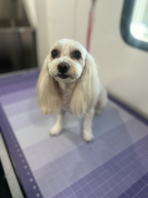 maltipoo