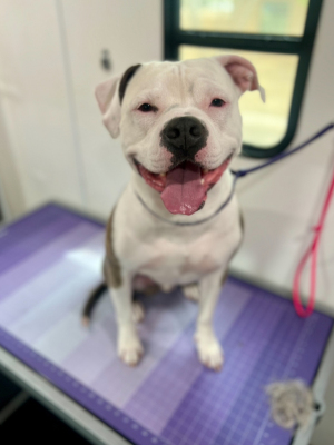 pitbull