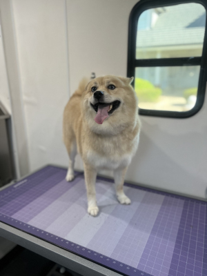pomsky