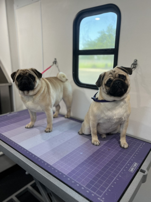 pugs