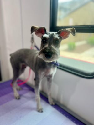 schnauzer