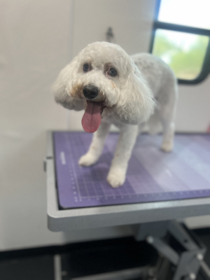 sheepadoodle