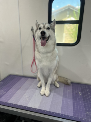 siberian husky