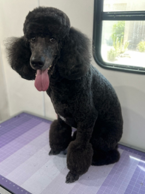 standard poodle
